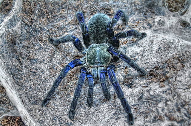 Cobalt Blue Tarantula