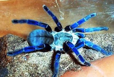 cobalt blue tarantula baby